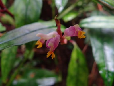 Polygala arcuata, photographed by 呂一起(Lyu yi-chi)