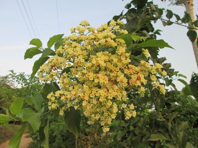 Cordia dentata, photographed by Álvaro Rivas Godin