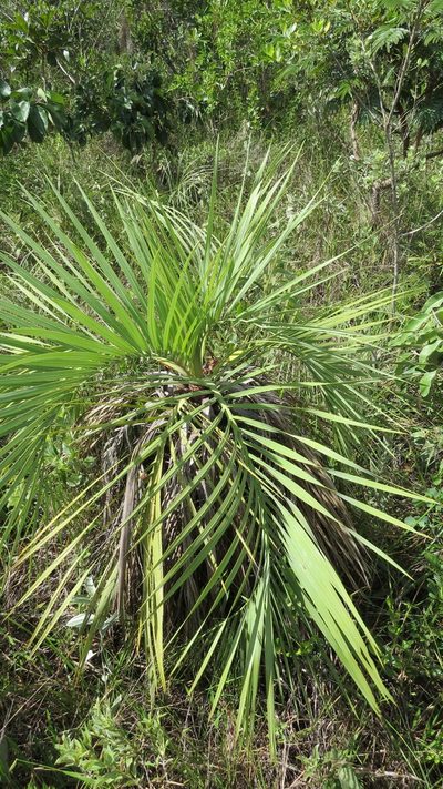 Butia archeri, photographed by Leonardo Bergamini