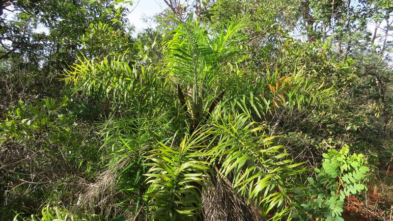 Syagrus flexuosa, photographed by Leonardo Bergamini