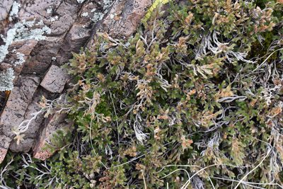 Selaginella rupincola, photographed by Trystan Harpold