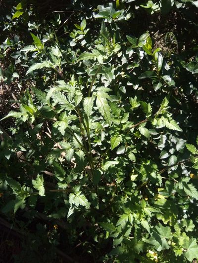 Bidens mandonii, photographed by Alfredo F. Fuentes Claros