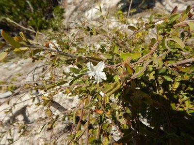 Jacquemontia havanensis, photographed by stinger