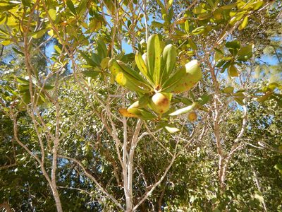 Casasia clusiifolia, photographed by stinger