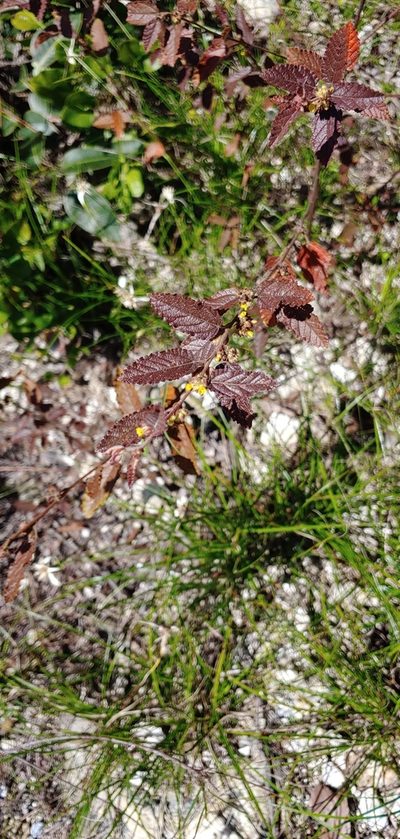 Waltheria bahamensis, photographed by stinger