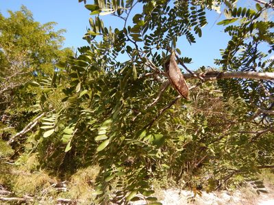 Vachellia choriophylla, photographed by stinger
