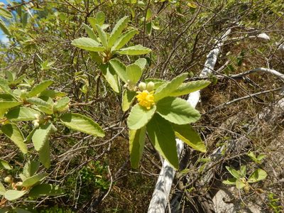 Corchorus hirsutus, photographed by stinger