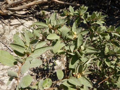 Corchorus hirsutus, photographed by stinger