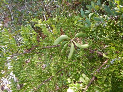 Vachellia choriophylla, photographed by stinger