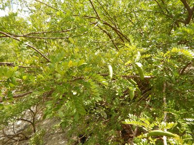 Vachellia choriophylla, photographed by stinger