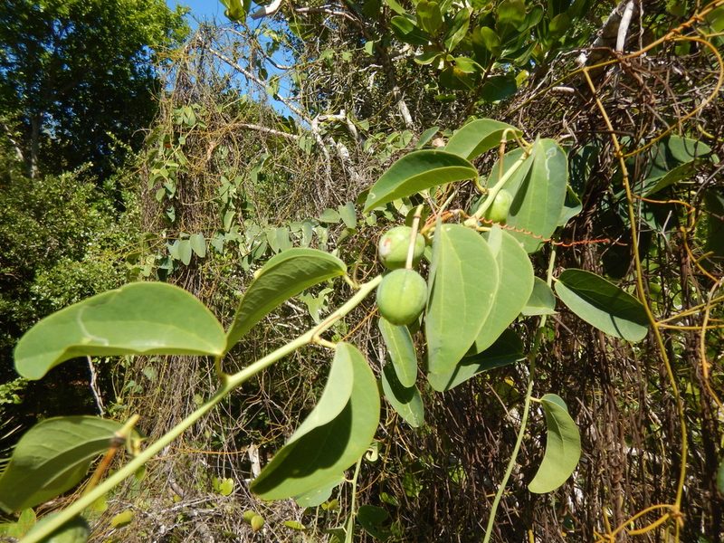 Passiflora cupraea, photographed by stinger