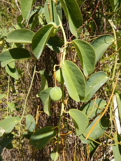 Passiflora cupraea, photographed by stinger