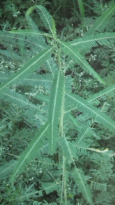 Sesbania bispinosa, photographed by Shaun Swanepoel