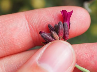 Boechera arcuata, photographed by Nina House