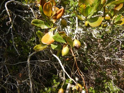 Casasia clusiifolia, photographed by stinger