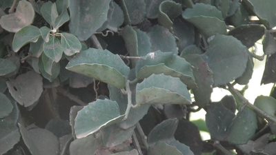 Cissus rotundifolia, photographed by Shaun Swanepoel