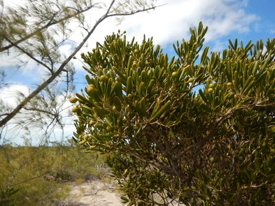Jacquinia keyensis, photographed by stinger