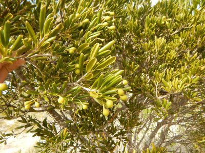 Jacquinia keyensis, photographed by stinger