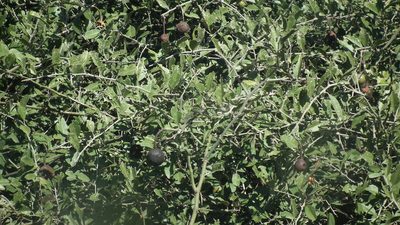 Capparis tomentosa, photographed by Shaun Swanepoel