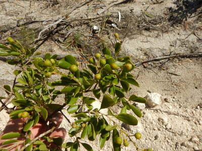 Jacquinia keyensis, photographed by stinger