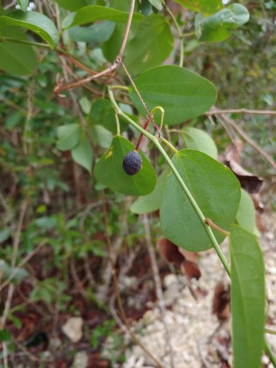 Passiflora cupraea, photographed by stinger