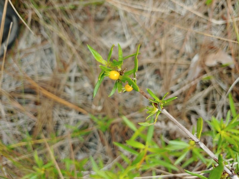 Ernodea littoralis, photographed by stinger