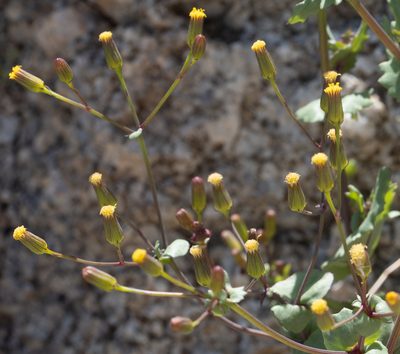 Senecio mohavensis, photographed by Jesse Rorabaugh