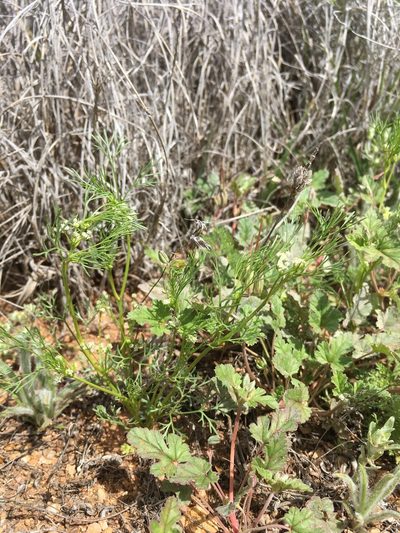 Spermolepis lateriflora, photographed by Cecelia Alexander
