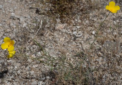 Eschscholzia parishii, photographed by Jesse Rorabaugh