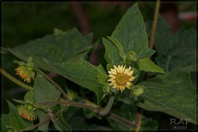 Smallanthus connatus, photographed by RAP