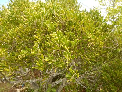 Jacquinia keyensis, photographed by stinger