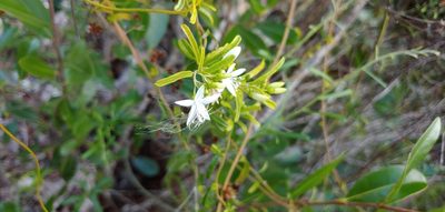 Jacquemontia havanensis, photographed by stinger