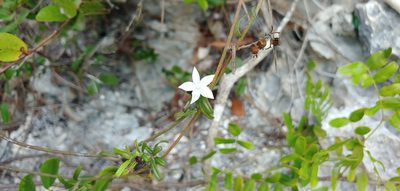 Jacquemontia havanensis, photographed by stinger