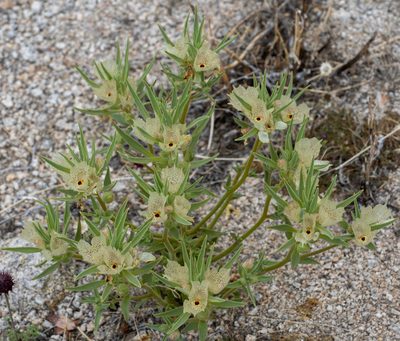 Mohavea confertiflora, photographed by Jesse Rorabaugh