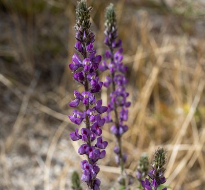 Lupinus arizonicus, photographed by Jesse Rorabaugh