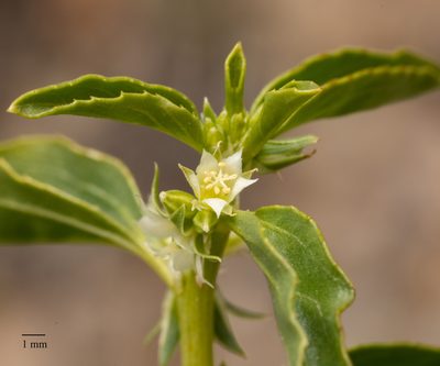 Ditaxis serrata, photographed by Jesse Rorabaugh