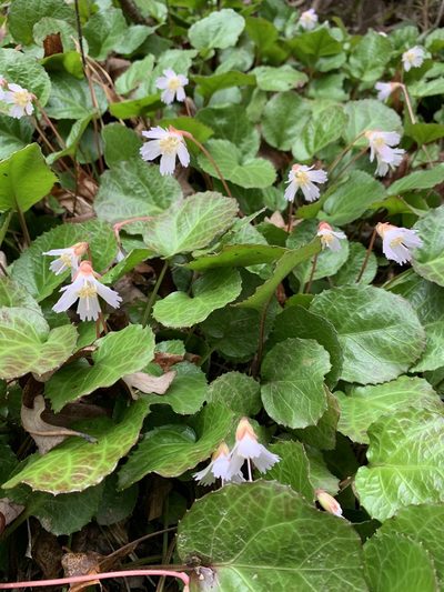 Shortia galacifolia, photographed by Meghan McDevitt