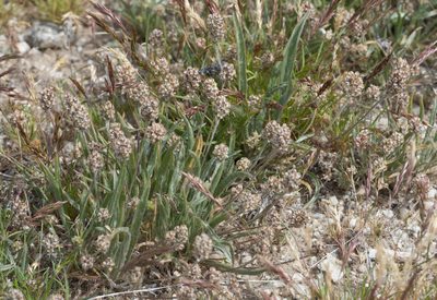 Plantago ovata, photographed by Jesse Rorabaugh