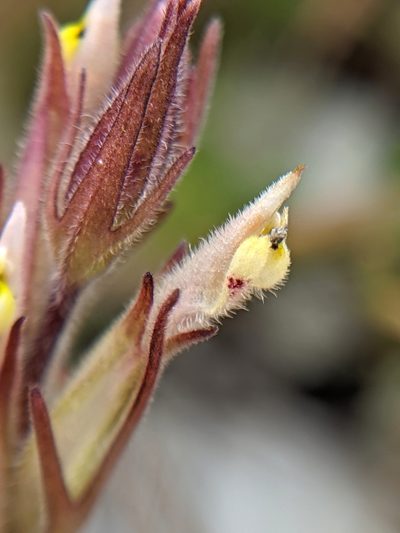 Castilleja brevistyla, photographed by Alex Heyman