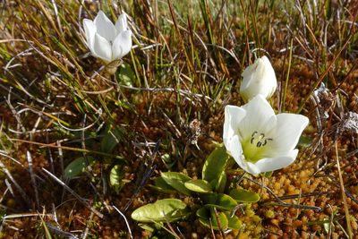 Gentianella amabilis, photographed by John Barkla