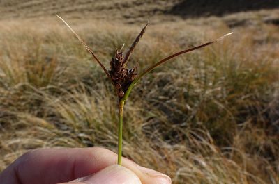 Carex wakatipu, photographed by John Barkla