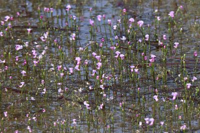 Utricularia resupinata, photographed by Lauren McLaurin