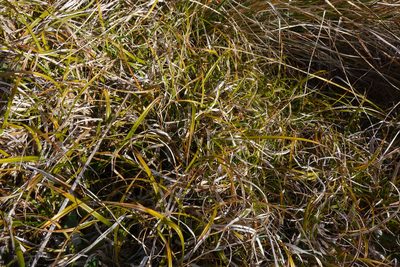 Carex wakatipu, photographed by John Barkla