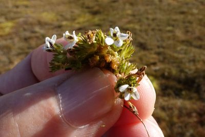 Euphrasia dyeri, photographed by John Barkla