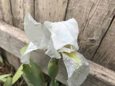 Iris × florentina, photographed by Luke Padon