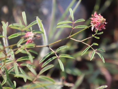 Indigofera atrata, photographed by Tony Rebelo