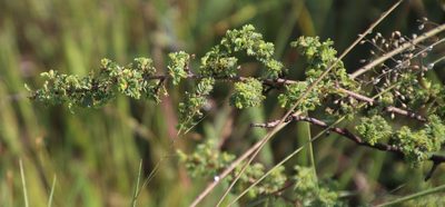 Kotschya parvifolia, photographed by Tony Rebelo