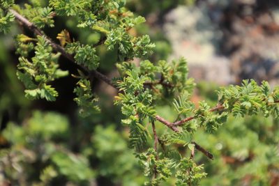 Kotschya parvifolia, photographed by Tony Rebelo