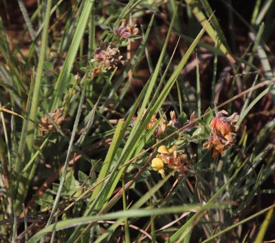 Leobordea eriantha, photographed by Tony Rebelo