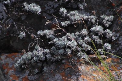 Helichrysum galpinii, photographed by Tony Rebelo